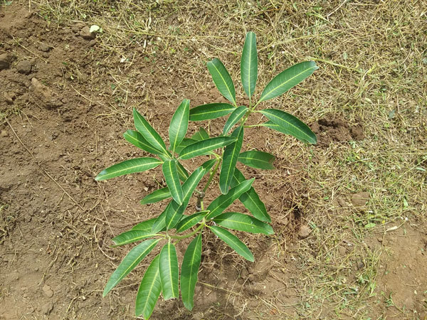 104. මුණමල්දෙනිය ශ්‍රී පුෂ්පාරාම දහම් පාසල | 2019-08-18